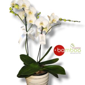 Box orquídeas blancas
