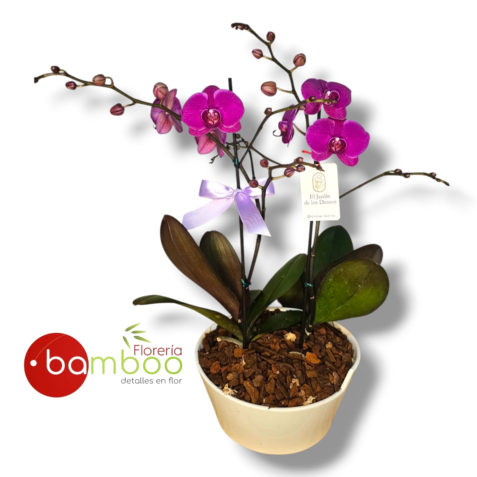 Box de orquídeas