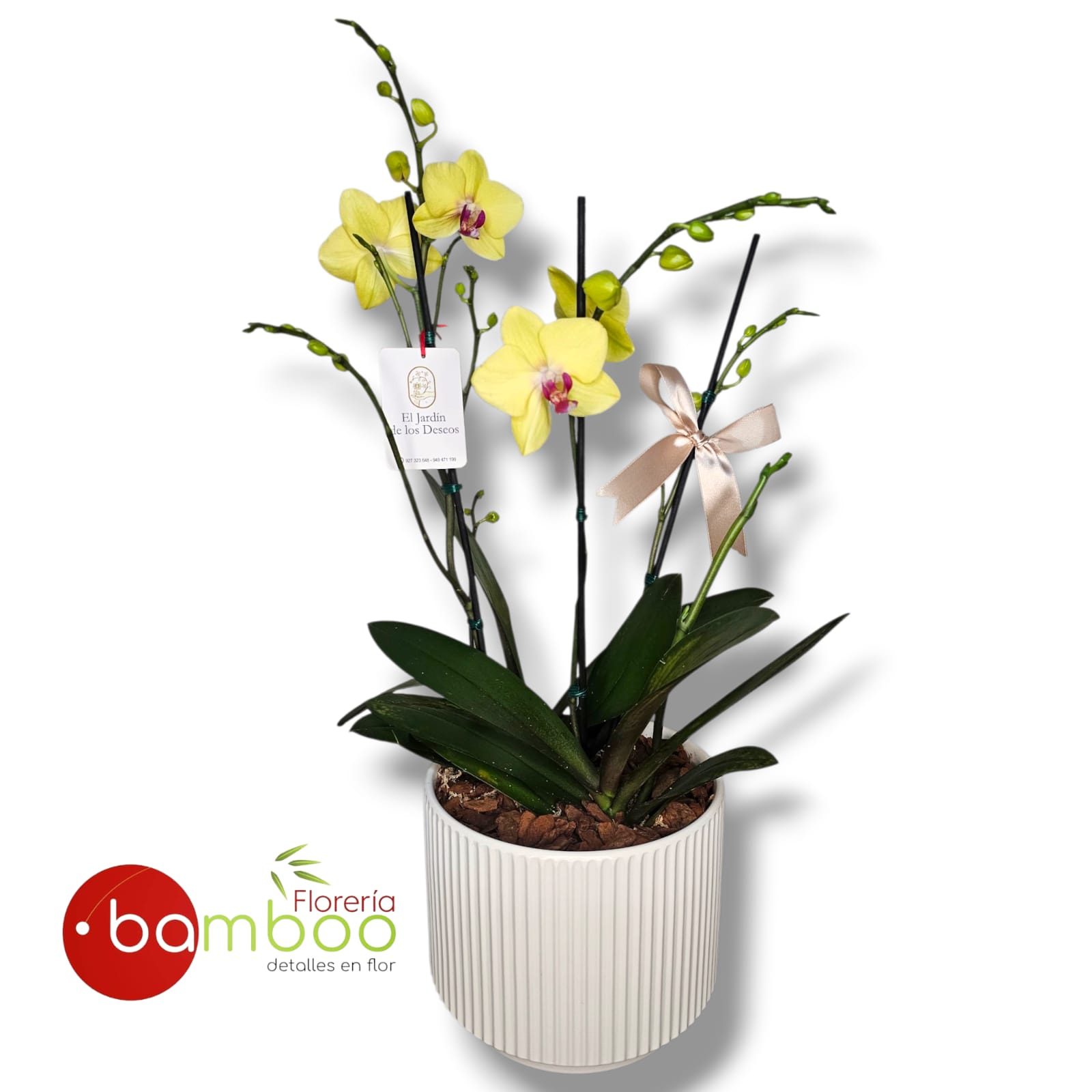 Box de 2 orquideas