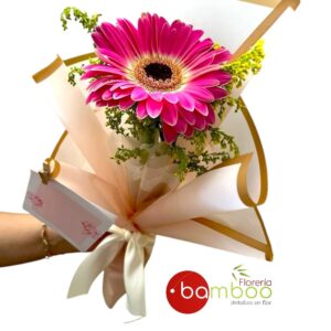 GERBERA HECCI